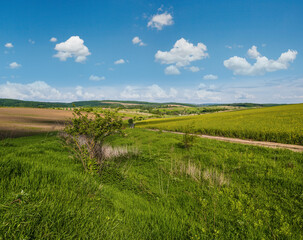 Wall Mural - spring countryside view with dirty road, rapeseed yellow blooming fields, village, hills. ukraine, l