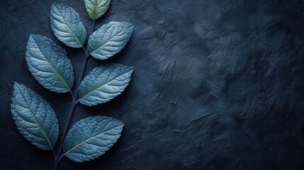 Wall Mural -  three green leafy plants on a dark background with a place for a text or an image to put on a card.