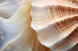 Close up of white and brown scallop seashell