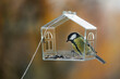 bird feeder on window. transparent cute feeder with food for wild animals. tits and sparrows eat food and fly. Soft selective focus. photos of wild animals, care for and feed forest migratory birds.