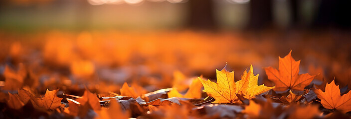 Wall Mural - autumn leaves in the park. blurred bokeh background