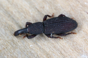 Wall Mural - A beetle (snout beetles or true weevils, Curculionidae, Cossoninae, Dryotribus)  observed under the bark of a tree on the island of Mauritius. 