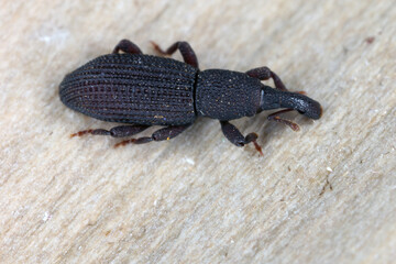 Wall Mural - A beetle (snout beetles or true weevils, Curculionidae, Cossoninae) observed under the bark of a tree on the island of Mauritius. 