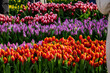 Every third Saturday in January is National Tulip Day in the Netherlands. On this day about 200,000 fresh flowers are brought and distributed to everyone. Amsterdam, The Netherland.