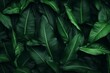 closeup_tropical_green_leaf_background._Flat_lay_