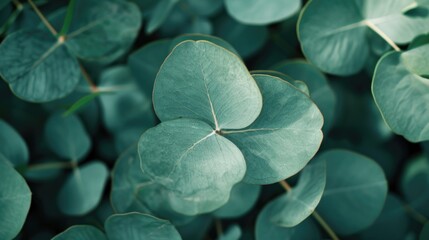 Aufkleber - A close-up view of a leafy plant with vibrant green leaves. Perfect for nature enthusiasts or as a background image for environmental themes