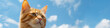 Close up orange cat on blue sky background