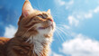 Close up orange cat on blue sky background