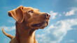 Close up dog on blue sky background