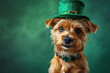 St. Patrick's Day. Dog in a leprechaun hat on a green background