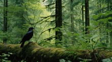  A Black Bird Sitting On Top Of A Mossy Log In The Middle Of A Forest Filled With Tall Trees.