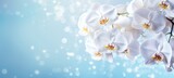 White orchids bouquet against sparkling blue background with bokeh. Banner with copy space. Ideal for poster, greeting card, event invitation, promotion, advertising, print, elegant design