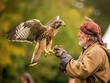 Falconer in historical costume with a perched falcon. Reenactment of traditional falconry. Historical and cultural concept for design and print. Portrait with copy space
