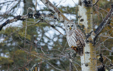 Wall Mural - barred owl perched in winter