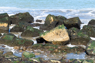 Wall Mural - Oyster catcher between rocks