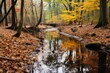  a stream running through a forest filled with lots of leaf covered trees and yellow and red leaves on the ground.