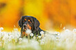 male black and gold Hovie dog portrait in dandelions