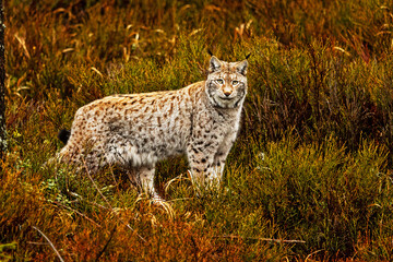 Poster - adult male Eurasian lynx (Lynx lynx) in the heather