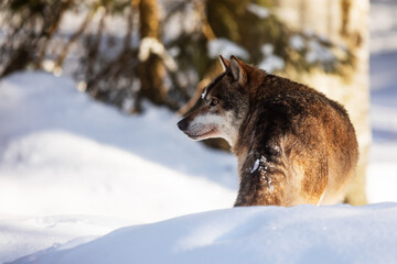 Canvas Print - Eurasian wolf (Canis lupus lupus) looking sideways