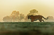 Siberian tiger (Panthera tigris tigris) in the morning mist