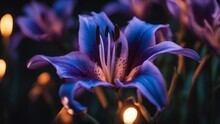 Close Up Of A Flower A Blue And Purple Lily On Fire That Changes Color 