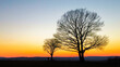 Die zwei schönen Bäume als Silhouette im Sonnenuntergang.  