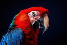  A Close Up Of A Parrot On A Black Background With A Blue And Red Bird In The Middle Of It's Face.