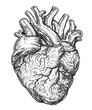 © ~ Bitter ~ - Anatomical human heart. Hand drawn sketch illustration in vintage engraving style