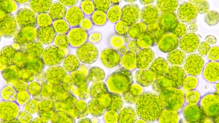 Algae blooming under light microscope