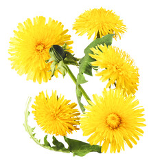 Wall Mural - Yellow flowers of the dandelion