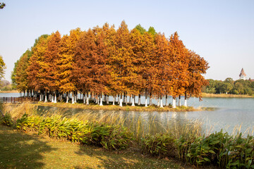 Wall Mural - Bacheng Ecological Wetland Park in Suzhou, China during autumn session.