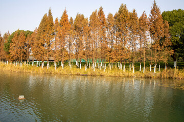 Wall Mural - Bacheng Ecological Wetland Park in Suzhou, China during autumn session.