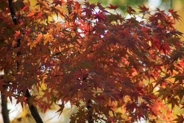 Wall Mural - Maple leave during autumn season. natural landscape background