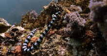 Undersea View Of Banded Sea Snake In The Andaman Sea.