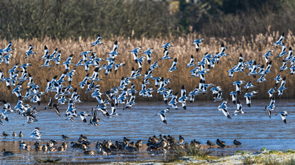 Poster - Pied Avocet, Recurvirostra avosetta, birds in flight over winter marshes at sunrise