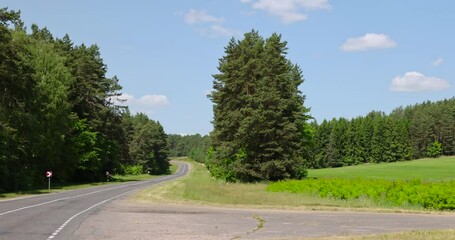 Wall Mural - paved road with trees in the forest in sunny weather, trees along the paved road for cars