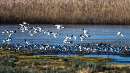 Wall Mural - Pied Avocet, Recurvirostra avosetta, birds in flight over winter marshes at sunrise