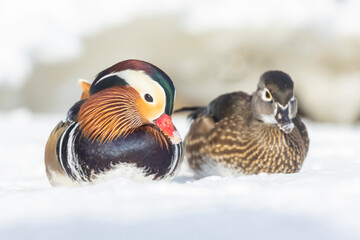 Canvas Print - Pair Mandarin duck (Aix galericulata) in winter