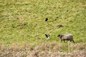 Two lambs play behind a fence in a field with green grass as a ewe walks toward them on a spring day in Germany.