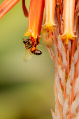 Wall Mural - Closeup of honey bee after rain