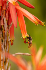 Wall Mural - Closeup of honey bee after rain