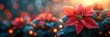Christmas Flower Poinsettia On Blurred Background, Background HD, Illustrations