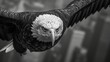 Closeup of a bald eagles intense gaze as it fixates on its destination effortlessly diving and ascending between the towering buildings in the concrete jungle