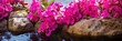 colorful background pink bougainvillea on stones