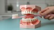 Dental jaw model with brush a concept of oral hygiene in a clean surface, Generative AI.