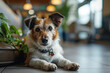 © wildarun - A dog waits alone in a veterinary clinic.