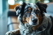 © wildarun - A dog waits alone in a veterinary clinic.