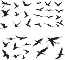 Tern Birds Flying Set Black Silhouette 