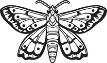 Indianmeal Moth Vector Illustrat