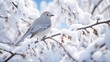 © Dament - White bird on snowy tree on winter day